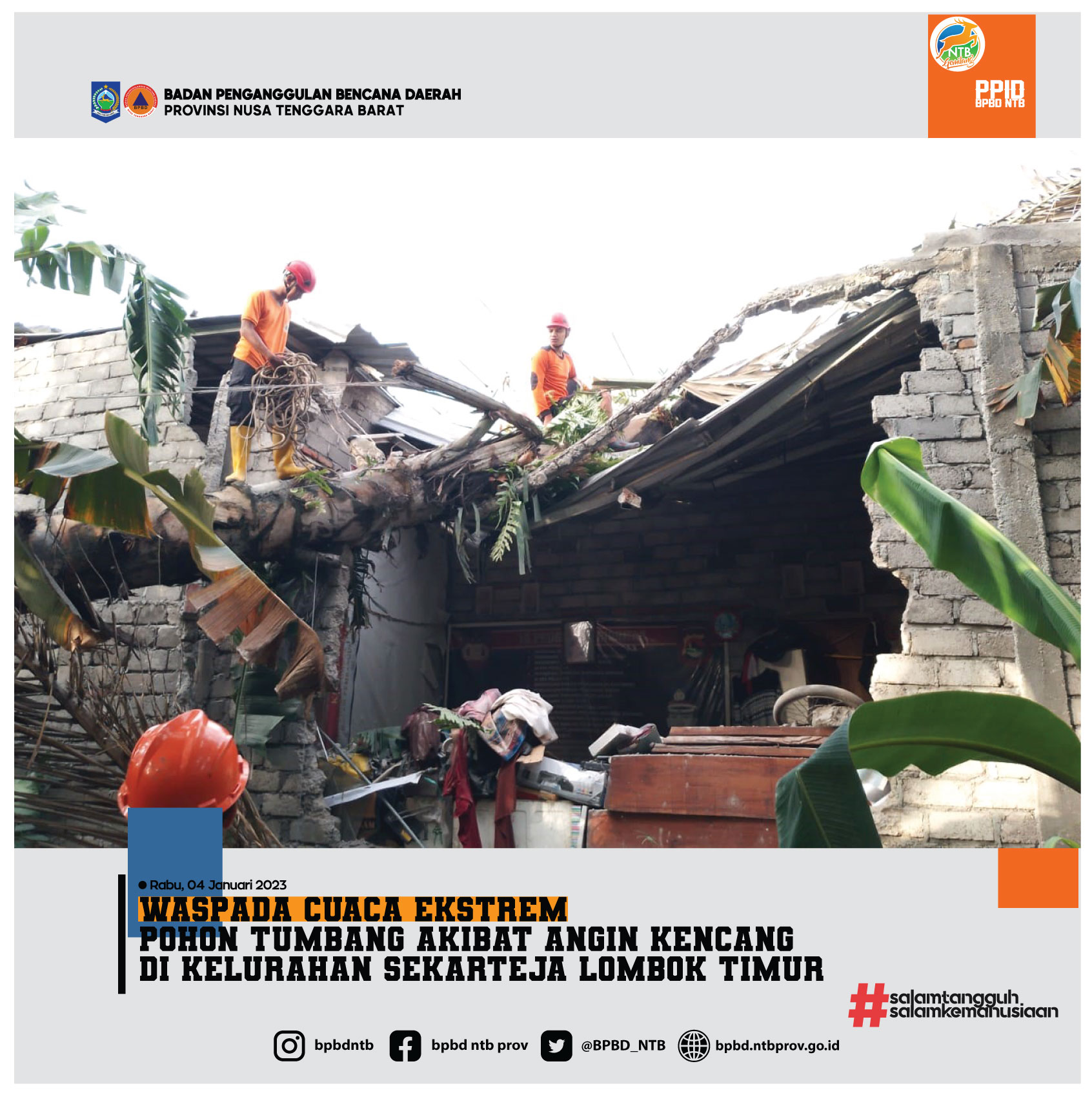 Pohon Tumbang Akibat Angin Kencang di Kelurahan Sekarteja Lombok Timur (Rabu, 4 Januari 2023)