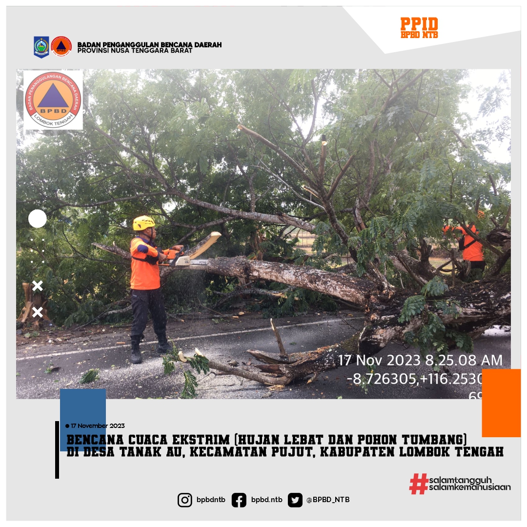 Bencana Cuaca Ekstrim (Hujan lebat dan pohon Tumbang) di Desa Tanak Au, Kecamatan Pujut, Kabupaten Lombok Tengah