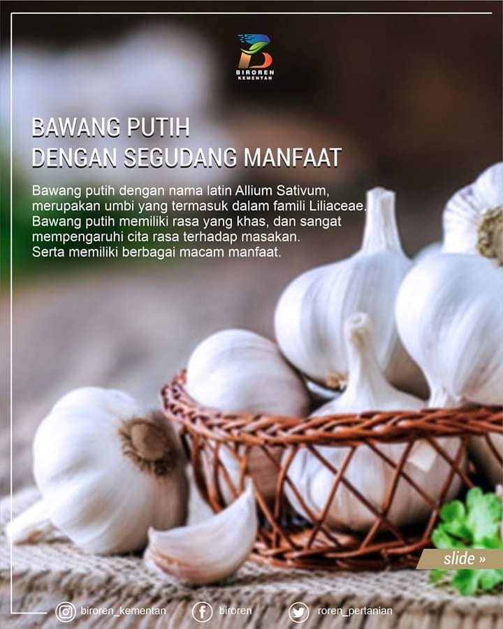 bawang_putih.jpg